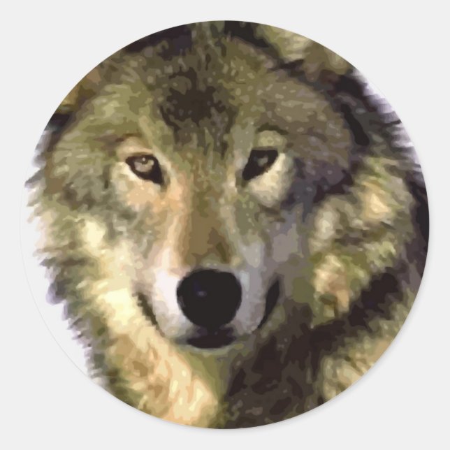 Gray Wolf Runder Aufkleber (Vorderseite)