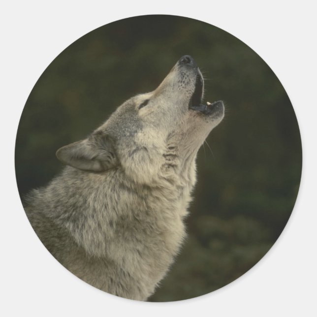 Gray Wolf Runder Aufkleber (Vorderseite)
