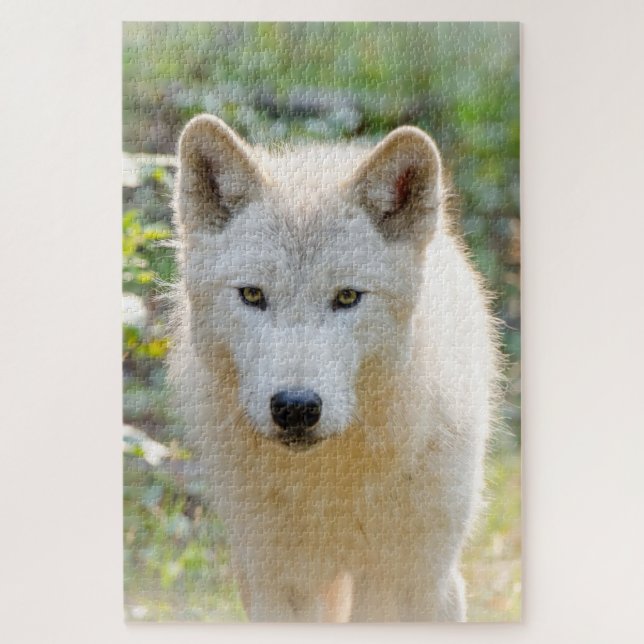 Gray Wolf, schöne Kaninenfotografie (Vertikal)