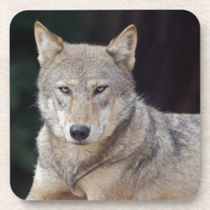 Gray Wolf Set von 6 Untersetzer