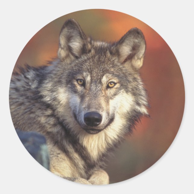 Gray Wolf Stickers (Vorderseite)