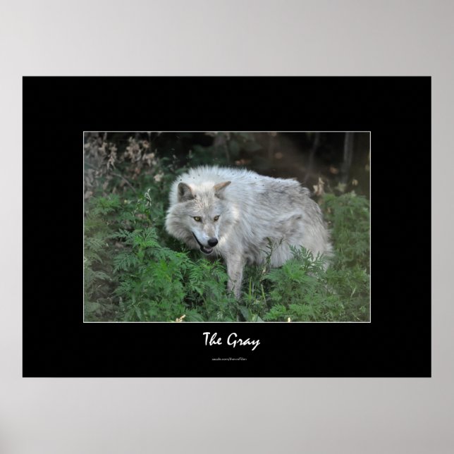 Gray Wolf Wildlife-Fan Foto Portrait Poster (Vorne)