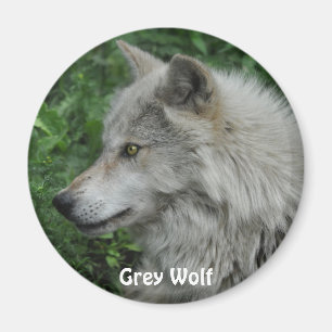 GRAY WOLF Wildlife Foto Magnet