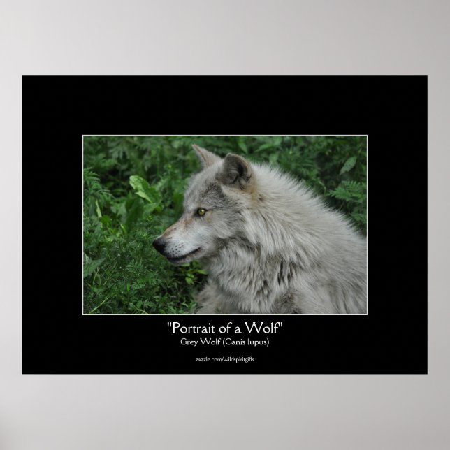 Gray Wolf Wildlife Foto Portrait Poster (Vorne)