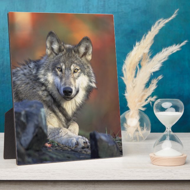 Gray Wolf Wildlife Lovers Fotoplatte (Seite)