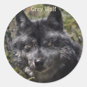 GRAY WOLF Wildlife Support Stickers