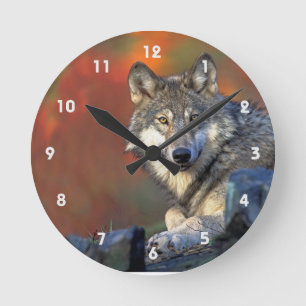 Gray Wolf With Fall Colors Runde Wanduhr