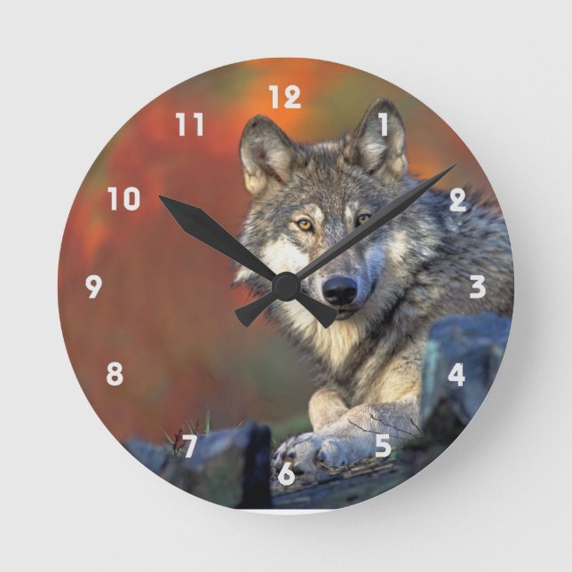 Gray Wolf With Fall Colors Runde Wanduhr (Vorderseite)