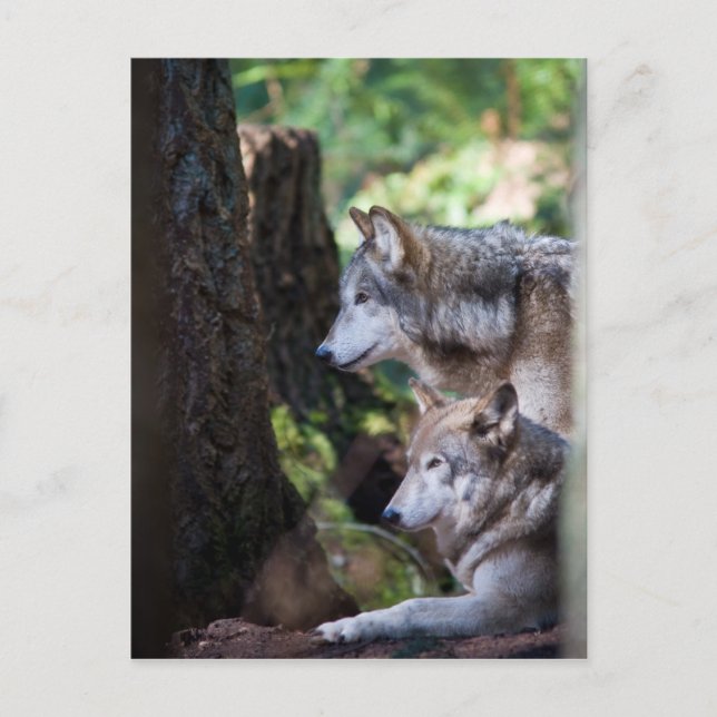 Gray Wolves Postkarte (Vorderseite)