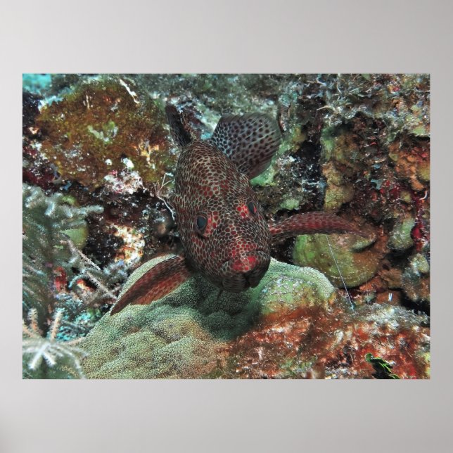 Graysby Portrait Poster (Vorne)