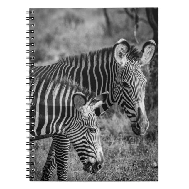 GRAYSCALE FOTO ZEBRAS NOTIZBLOCK (Vorderseite)