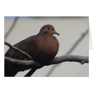Grayson's Dove