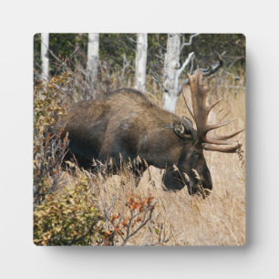 Grazing Bull Moose Fotoplatte
