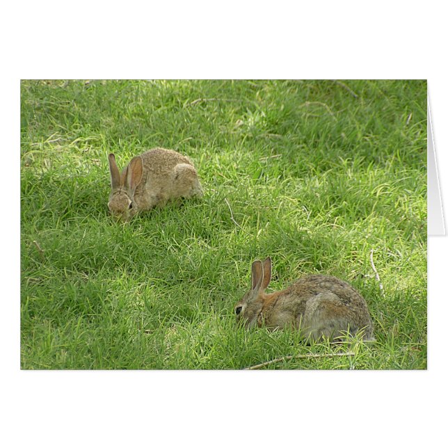 Grazing Bunnies (Vorderseite (Horizontal))