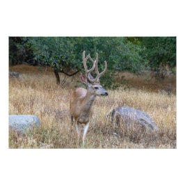 Grazing Deer with Antlers Photo