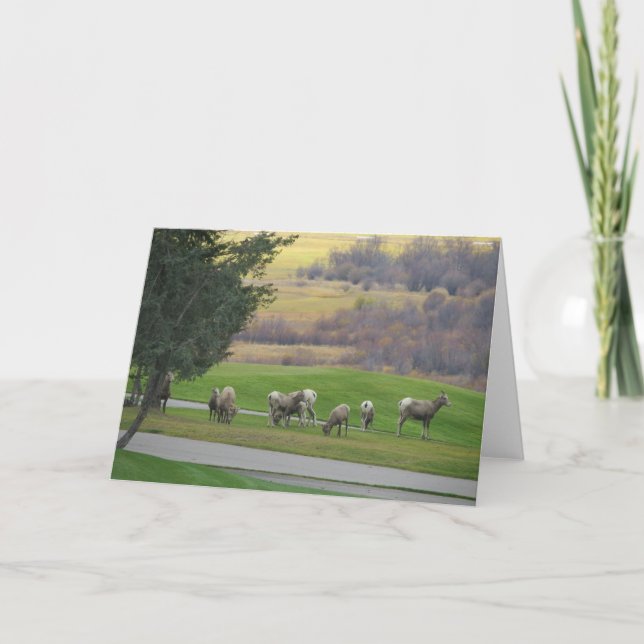 Grazing in Autumn Greeting Card Karte (Vorderseite)