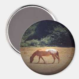 Grazing Palomino.... Magnet