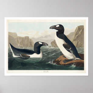 Great Auk von Audubon Poster