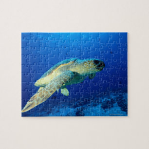 Great Barrier Reef, Australien 2