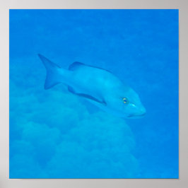 Great Barrier Reef Bohar Snapper Fisch Poster