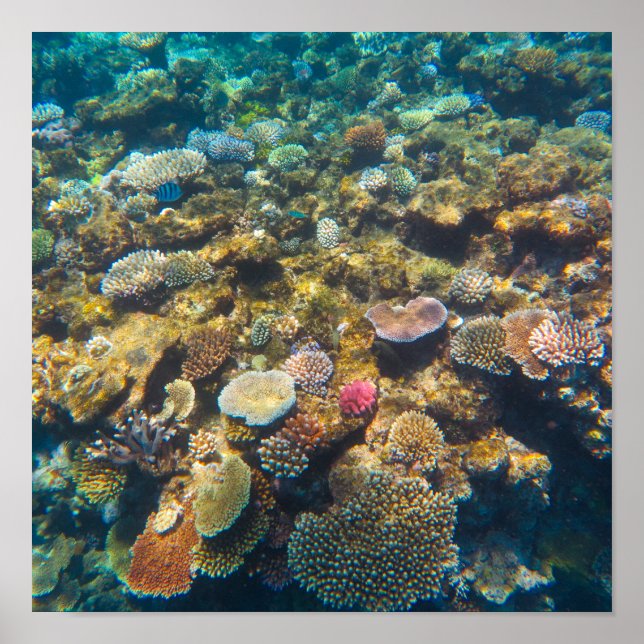 Great Barrier Reef Coral - #4 Poster (Vorne)