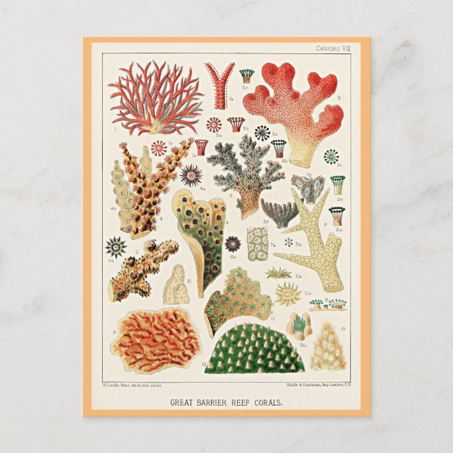 Great Barrier Reef Corals Postkarte (Vorderseite)