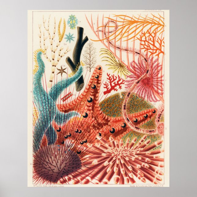 Great Barrier Reef Echinoderms, Poster (Vorne)