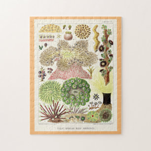 Great Barrier Reef of Australia Anemones