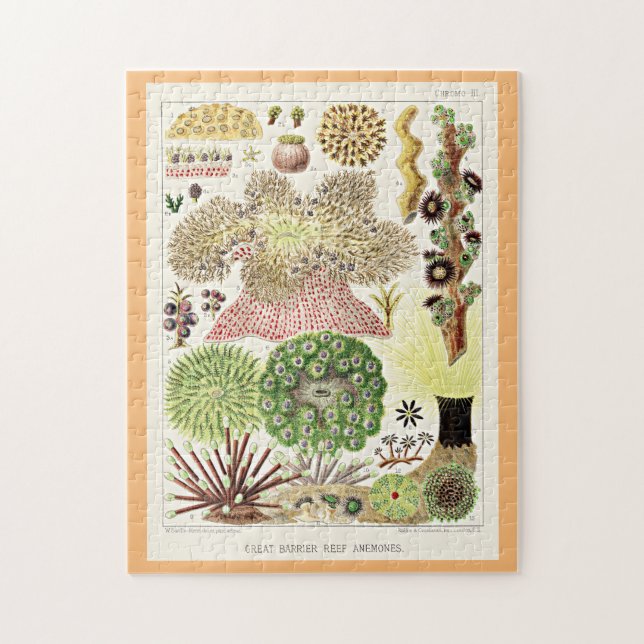 Great Barrier Reef of Australia Anemones (Vertikal)
