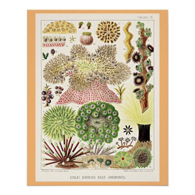 Great Barrier Reef of Australia Anemones Poster (Vorderseite)