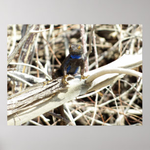 Great Basin Fence Lizard im Joshua Tree Poster