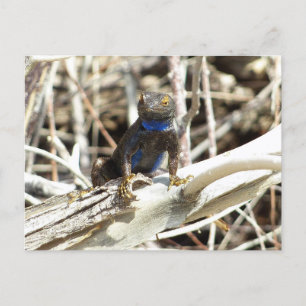 Great Basin Fence Lizard in Joshua Tree Postkarte