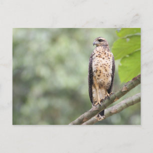 Great Black Hawk Postkarte
