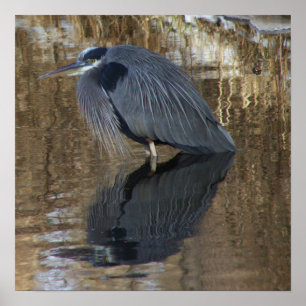 Great Blue Herin in Water Poster