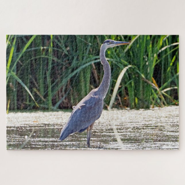Great Blue Heron (Horizontal)