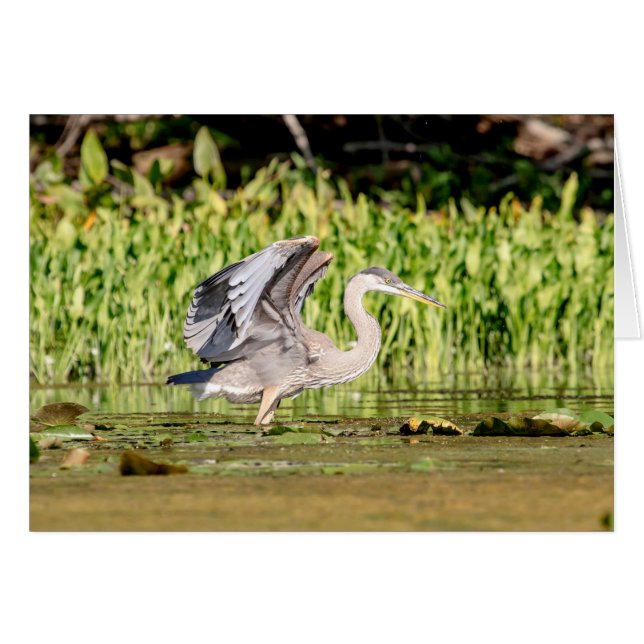 Great Blue Heron (Vorderseite (Horizontal))