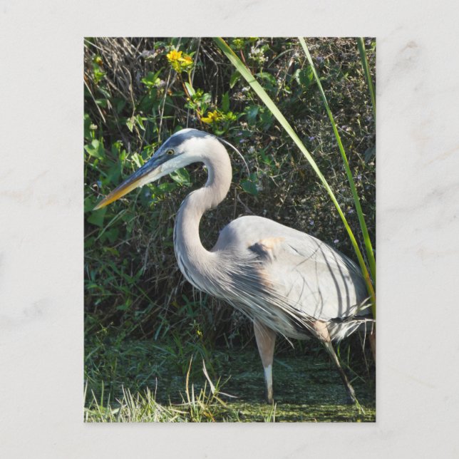 "Great Blue Heron 1." Postkarte (Vorderseite)
