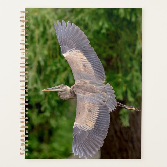 Great Blue Heron 2024 Planer (Vorderseite)