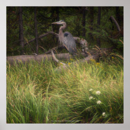 Great Blue Heron 8917 Poster