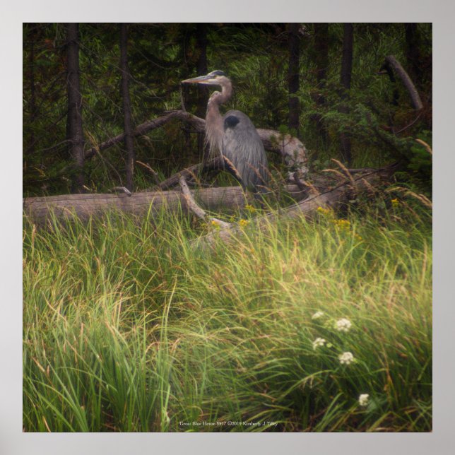 Great Blue Heron 8917 Poster (Vorne)