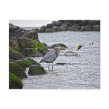 Great Blue Heron and Brown Pelican