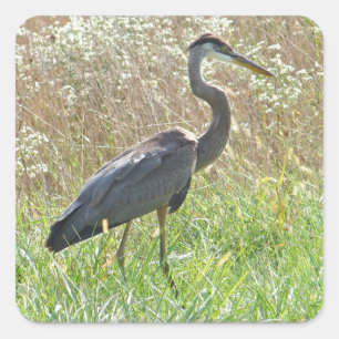 Great Blue Heron - Ardea herodias Quadratischer Aufkleber
