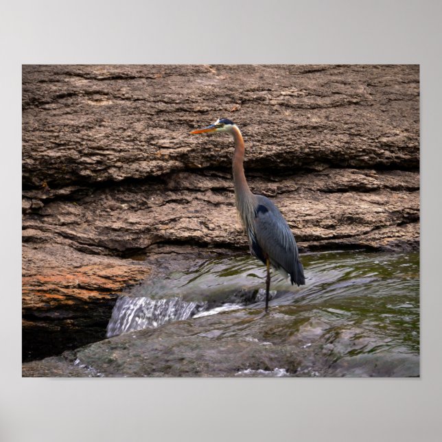 Great Blue Heron at Falls Poster (Vorne)