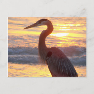 Great Blue Heron at Sunset Postkarte