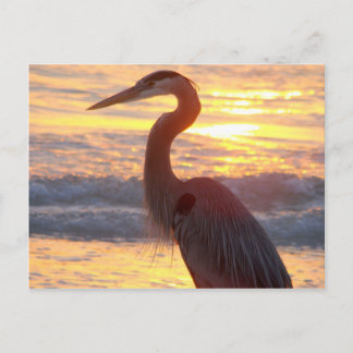 Great Blue Heron at Sunset Postkarte