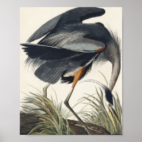 Great Blue Heron aus Birds of America