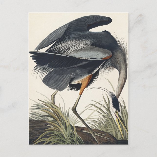 Great Blue Heron aus Birds of America Postkarte (Vorderseite)