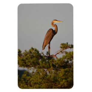 Great Blue Heron Bird Nature Wildlife Fotografy Magnet
