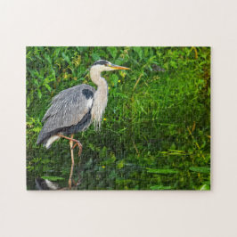 Great Blue Heron Bird Wildlife Foto