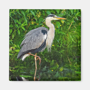 Great Blue Heron Bird Wildlife Foto Magnet